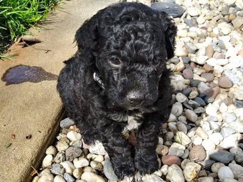 Help! My Puppy Hates Me!