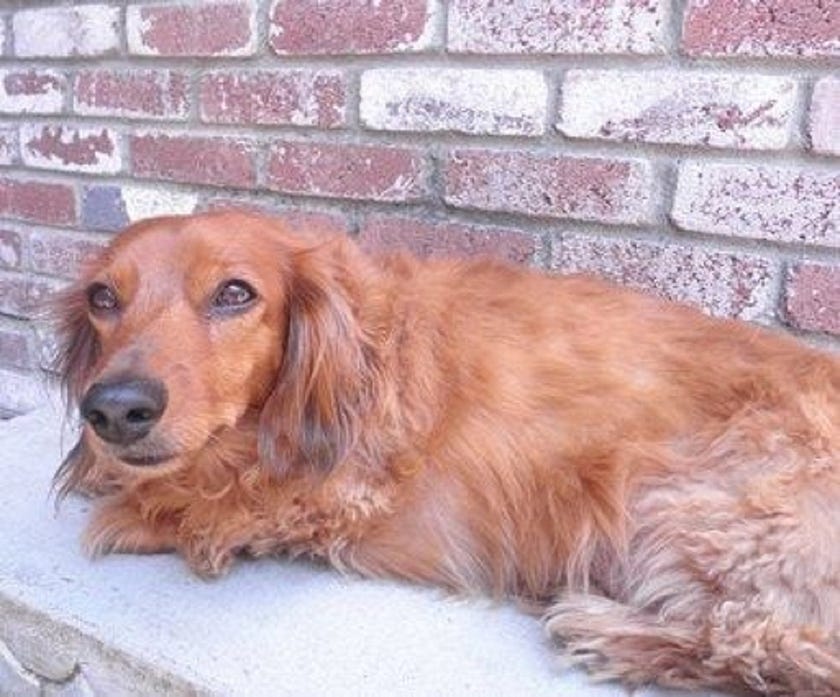 Rescuing Dobby, an Abused and Homeless Dog