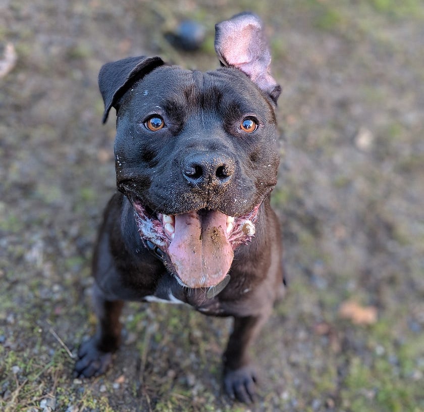 Why Do Senior Dogs Make Good Pets? My Adoption Story