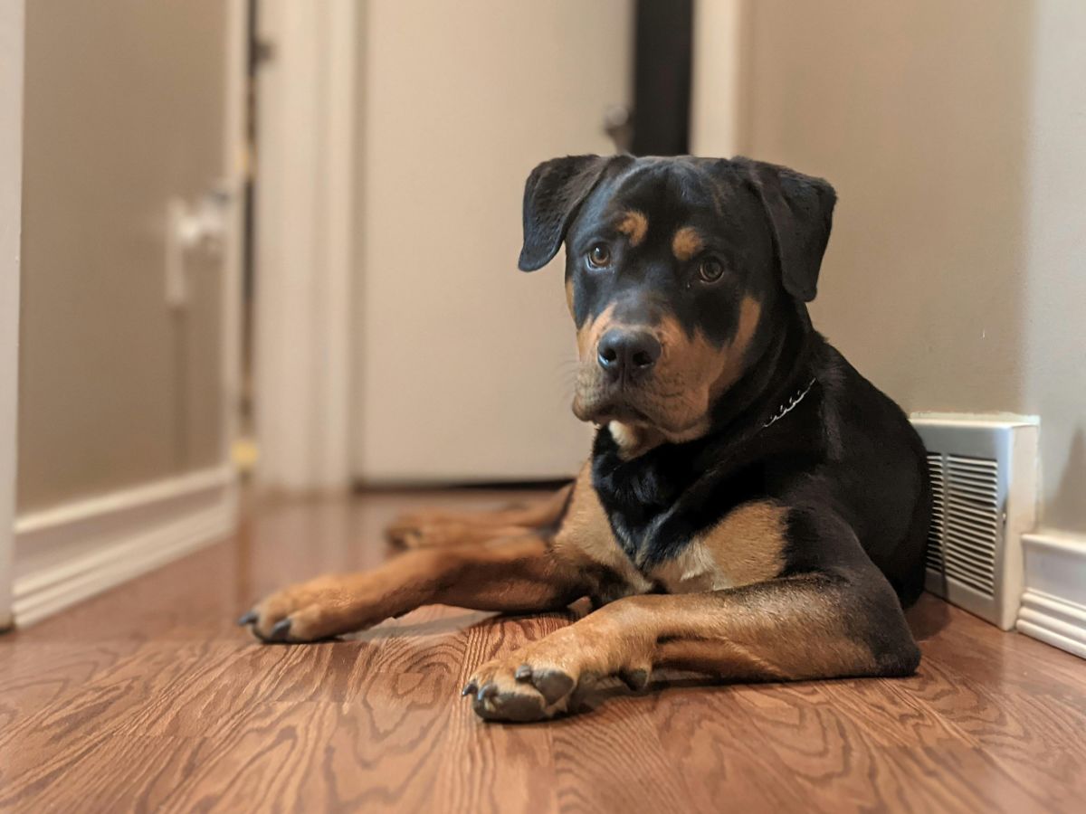 Can Dogs Be Mentally Challenged? Gentle Signs to Know