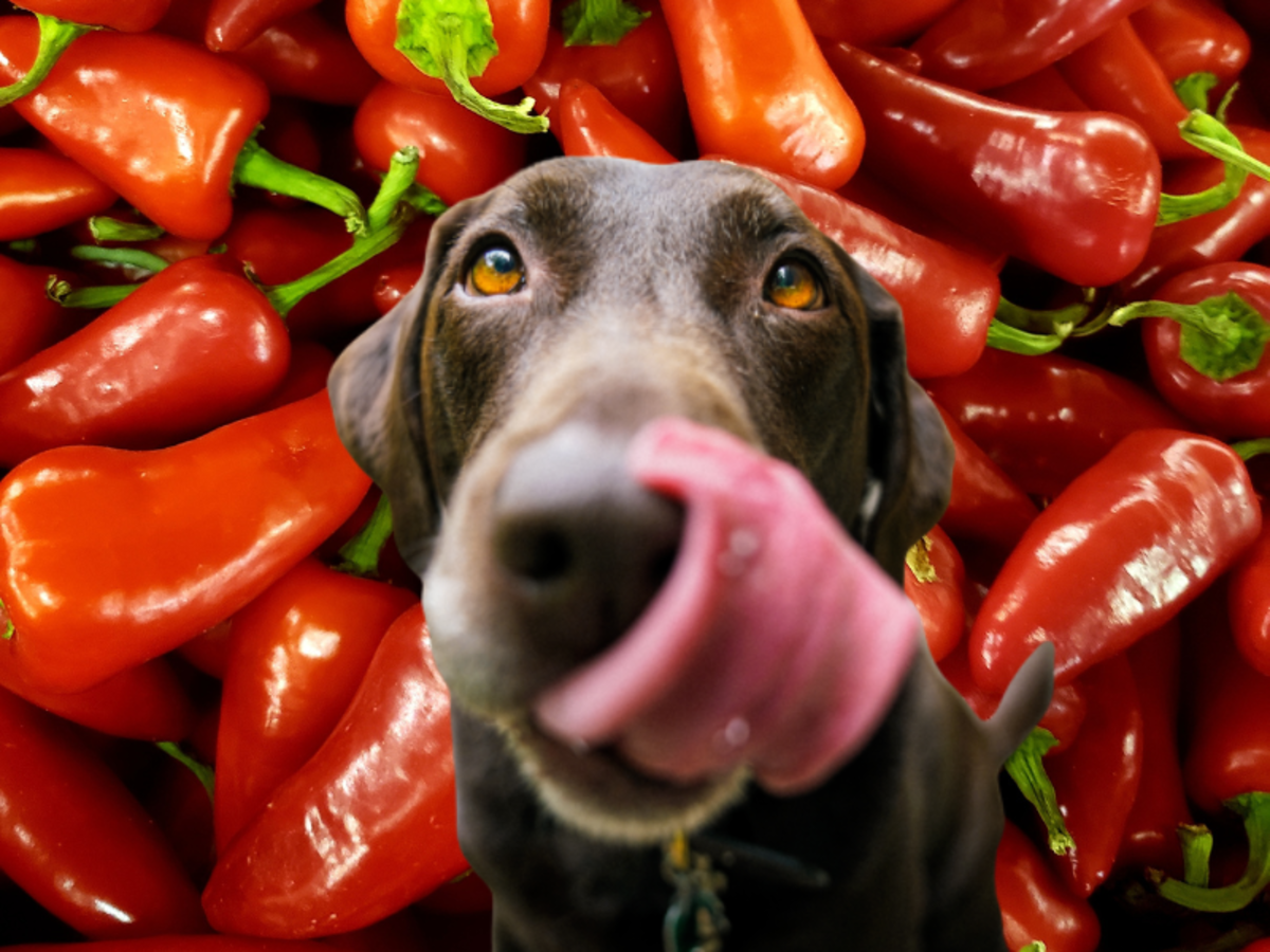 Can Dogs Safely Eat Raw and Cooked Bell Peppers?