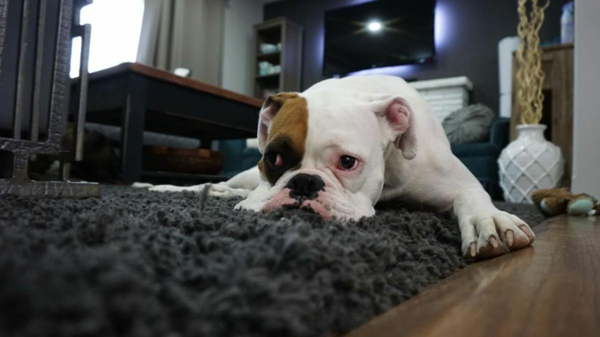 Dog Anal Gland Smell? Simple Ways to Freshen Your Dog