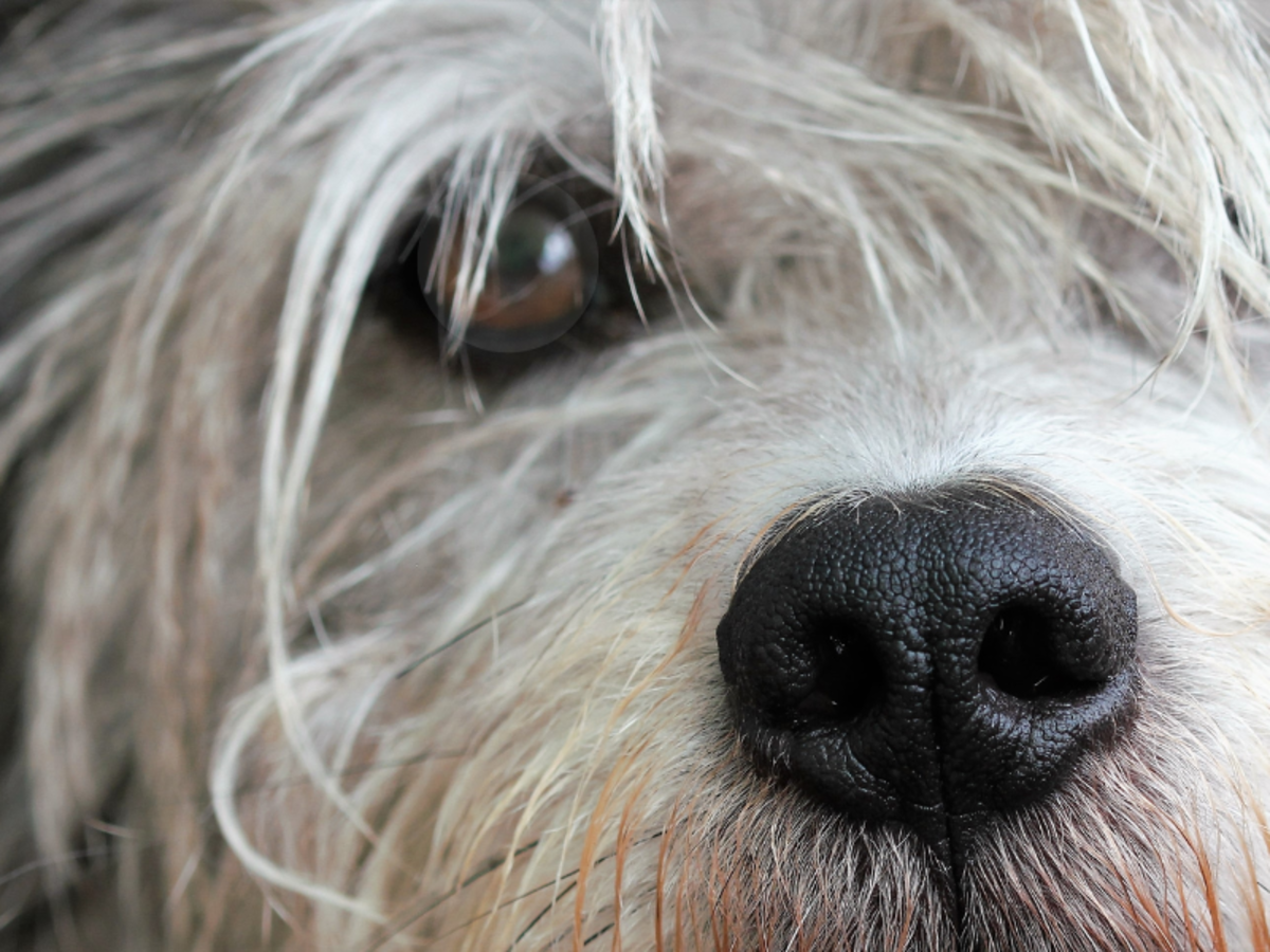 What to Do If Your Dog Gets a Cloudy Eye Suddenly