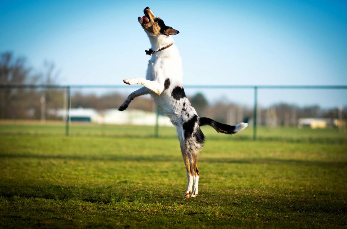 Is It Okay That My Dog Jumped After TPLO Surgery?