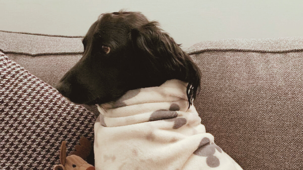 Dog Shivering After Surgery? How to Safely Warm and Soothe