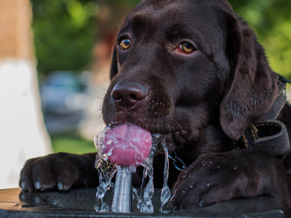 How Long Can a Dog Survive Without Water? What You Need to Know