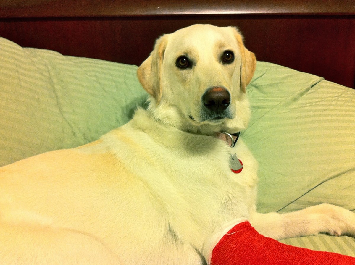 How to Heal a Dog Wound Fast: Care Tips to Speed Up Healing