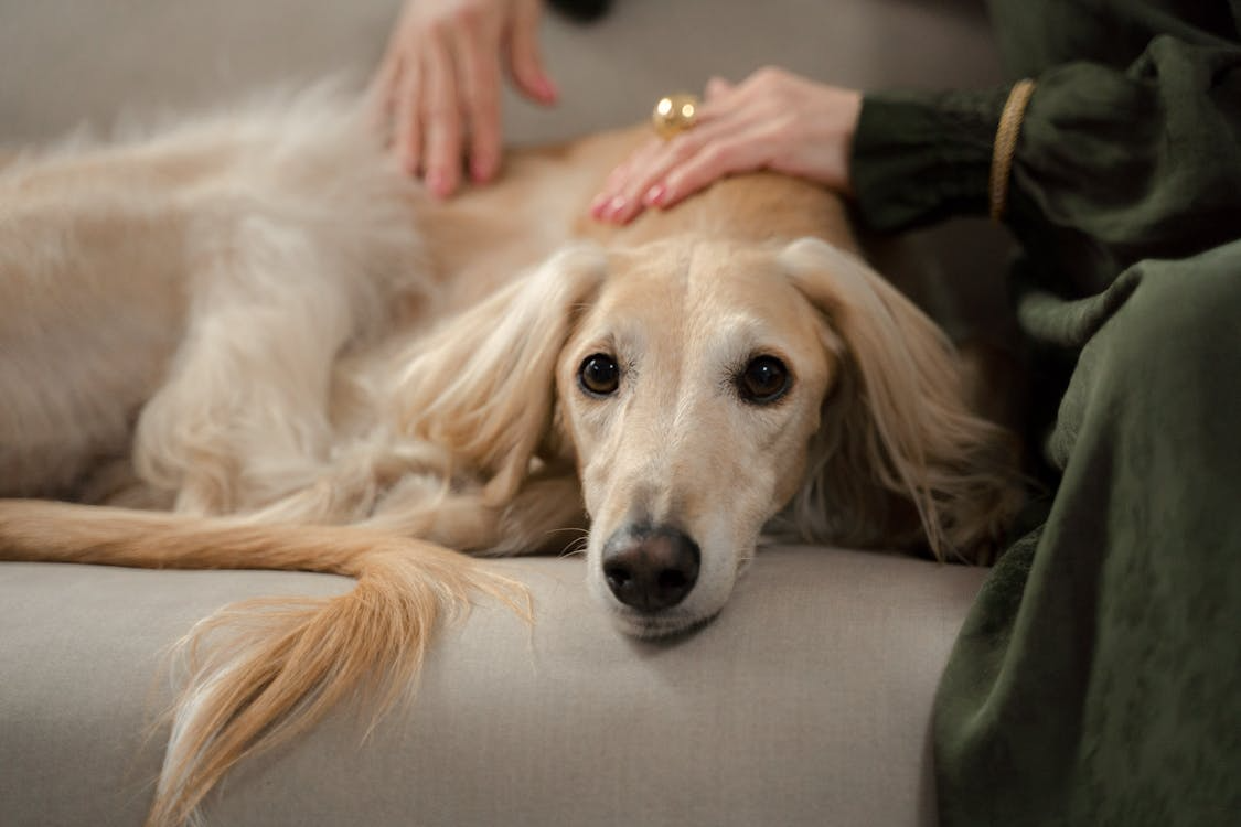 Different Stages of Chronic Kidney Disease in Dogs