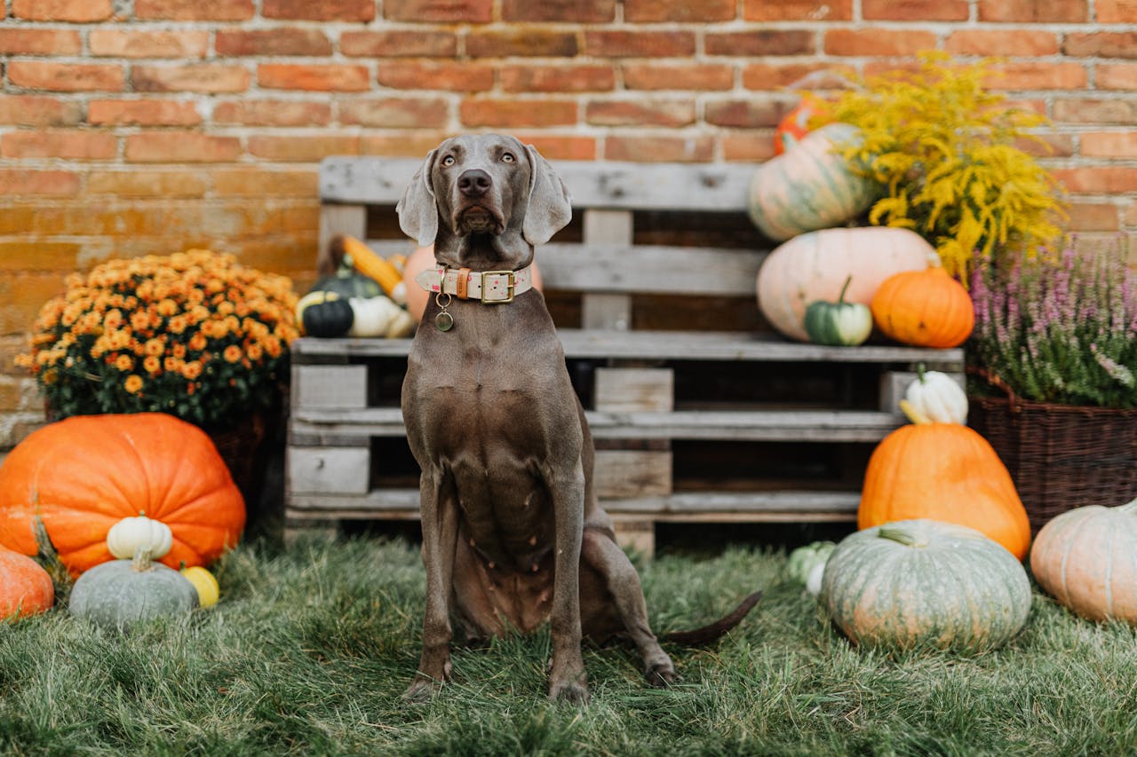 Preparing Your Dog for a Stress-Free Thanksgiving