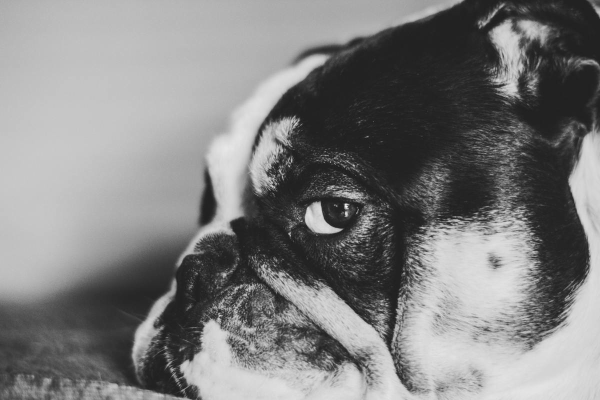 Why Do Dogs Give Us the Side-Eye?