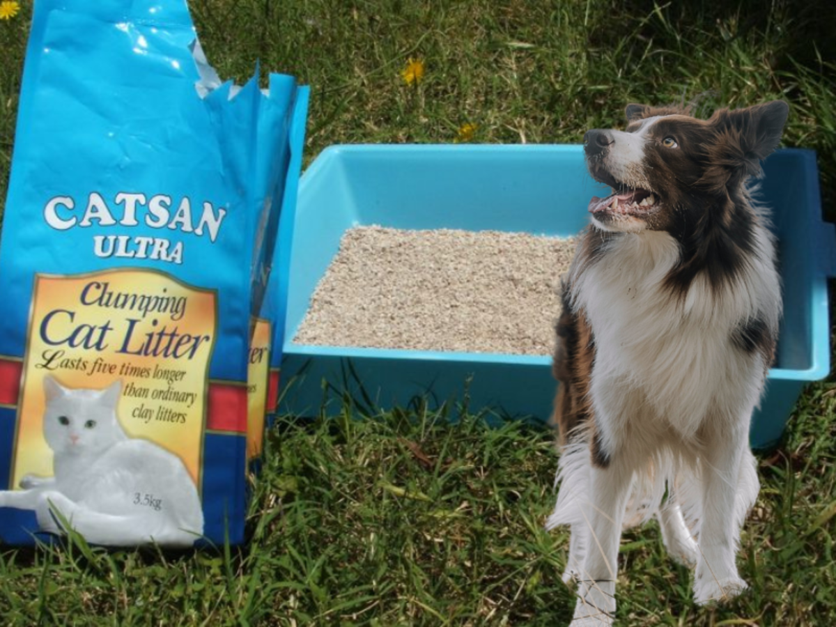 Why and How to Teach Your Dog to Use a Litter Box