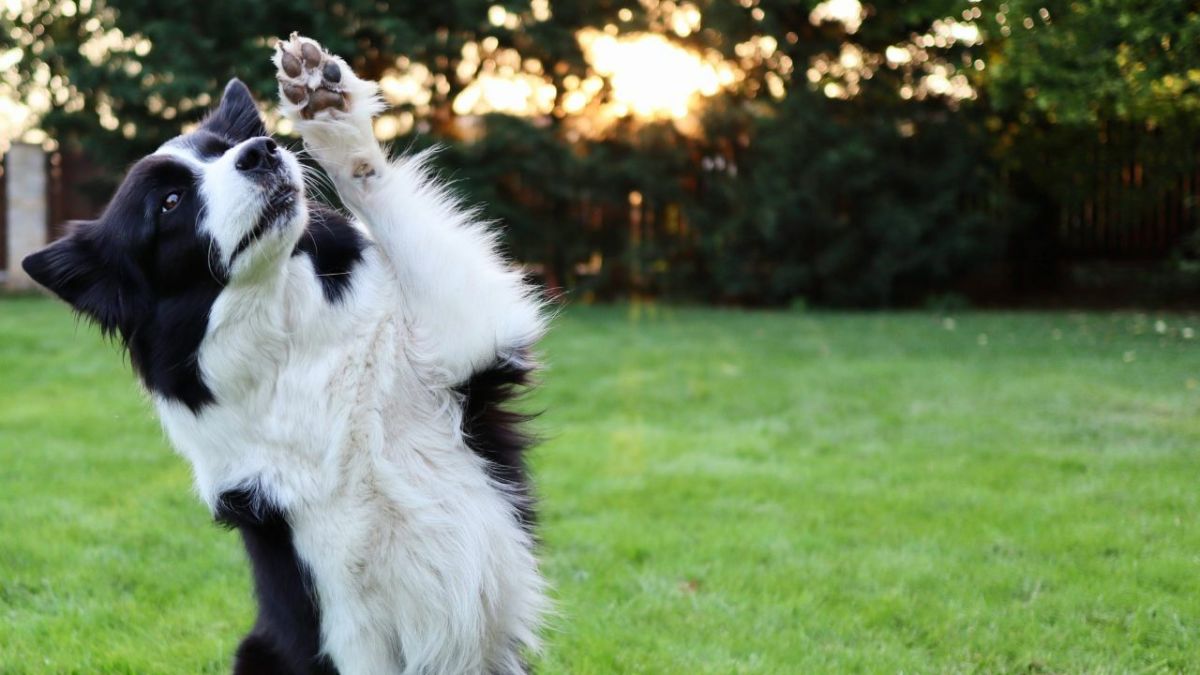 Help, My Dog Has Itchy Paws! Safe Home Remedies