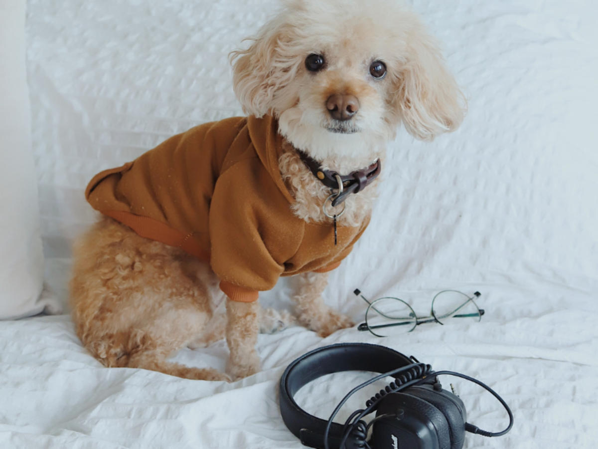 Separation Anxiety? Let Music Be Your Dog’s Best Friend