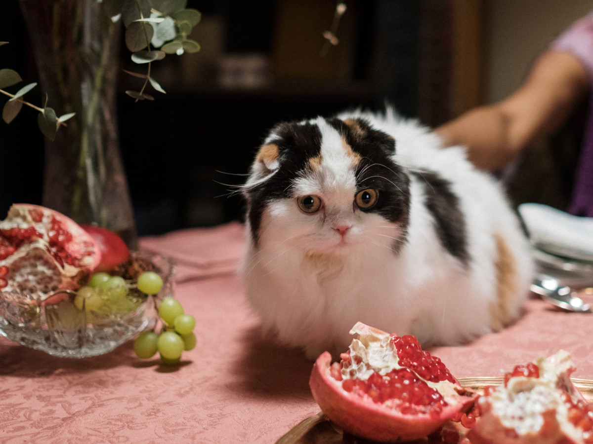 Grapes and pomegranates can be problematic for cats. So, let's find out what fruits cats can eat safely.