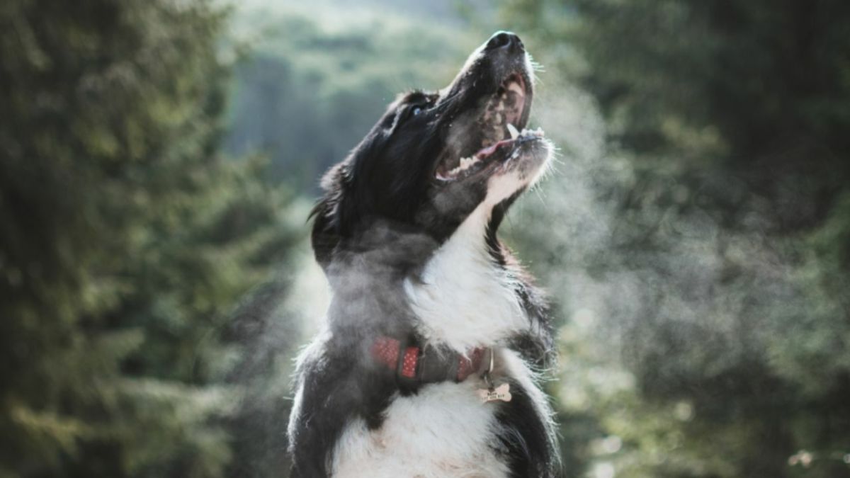 Dog Breath Smells Like Fish? 5 Common Causes and Solutions