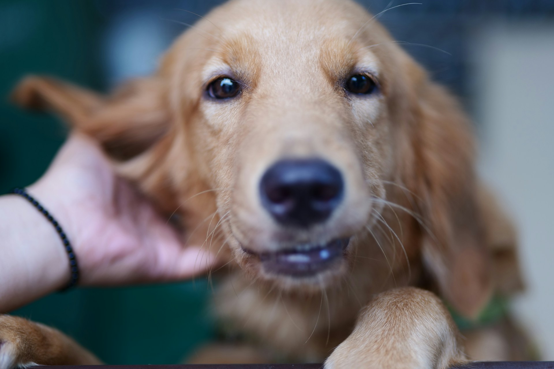 Do Pet Probiotics Really Work for Chronic Itching and Allergies?