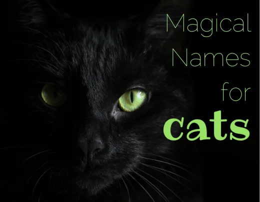 200+ Mystical Cat Names for Magical Cats