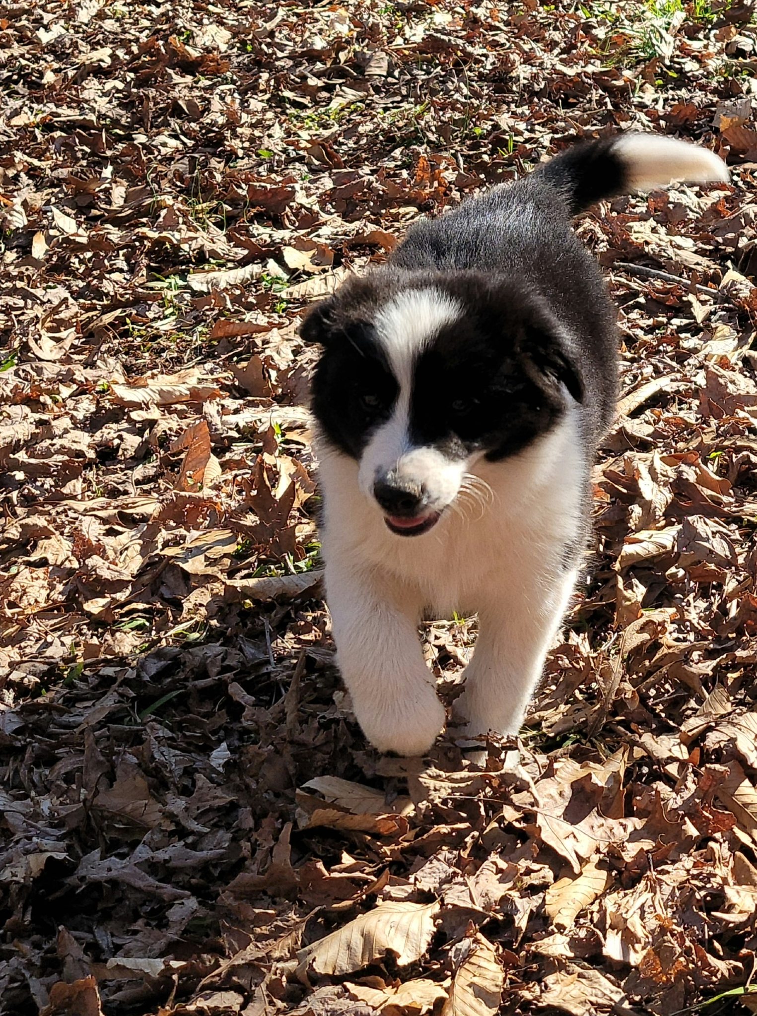 smart dog names for brainy dogs