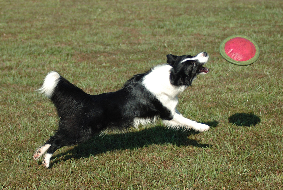 Zapp! Power-full Names for Energetic Dogs: Chipper to Zipper