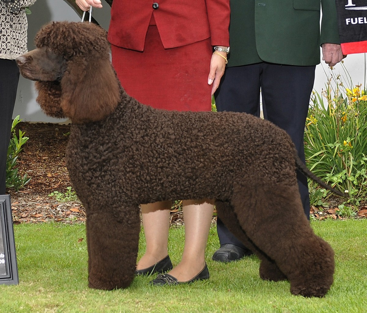 Powerful Celtic Dog Names Inspired by Epic Irish Legends (With Meanings)