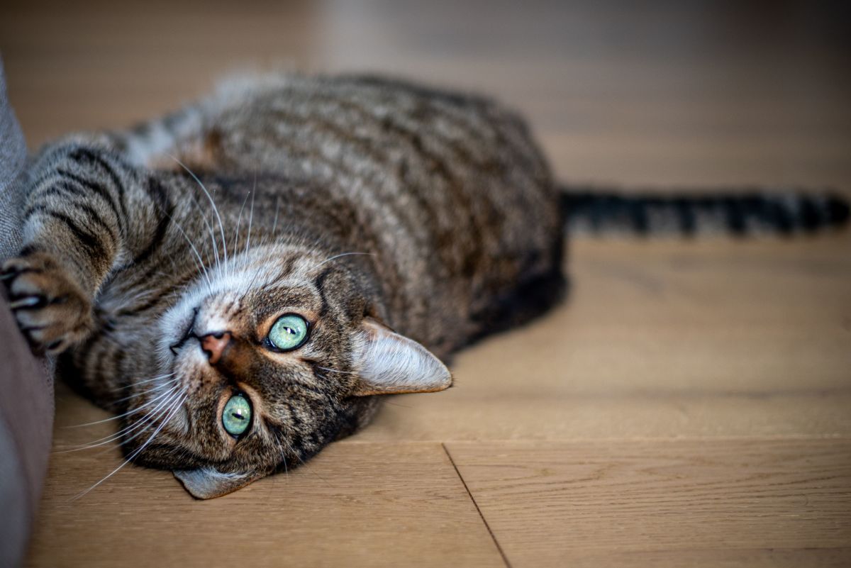 110 Unique Green-Eyed Cat Names