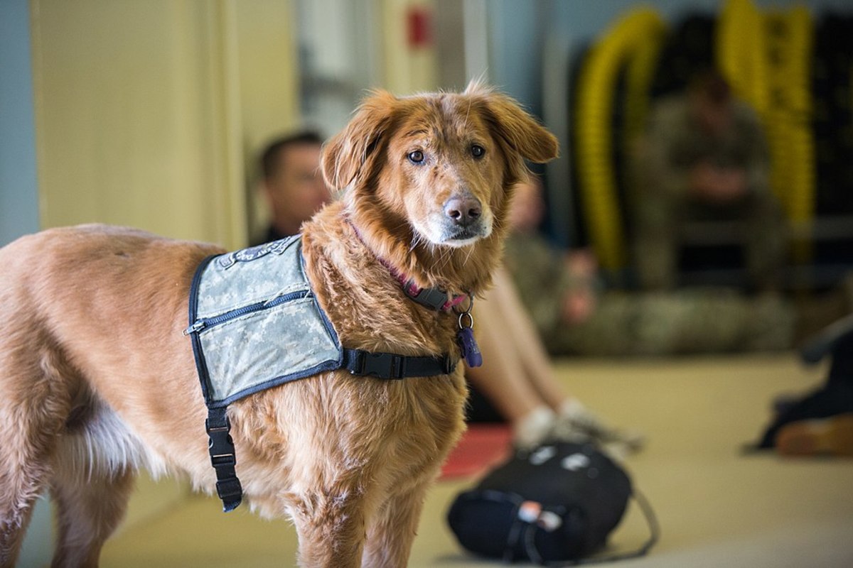 99+ Therapy Dog Names for Emotional Support & Service Dogs