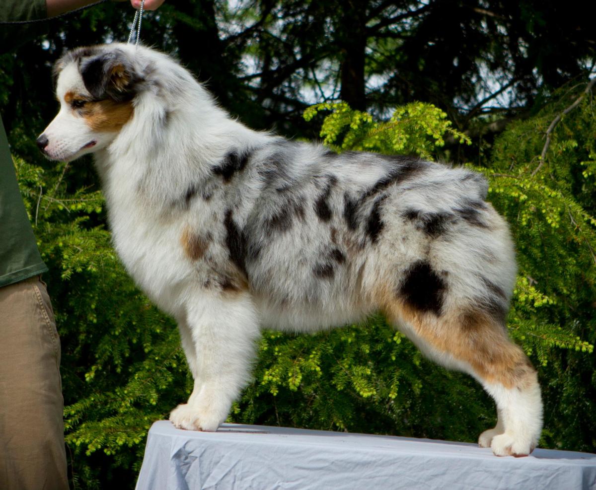 Spotted Dog Names You’ll Wish You’d Thought of First (200+ Ideas)