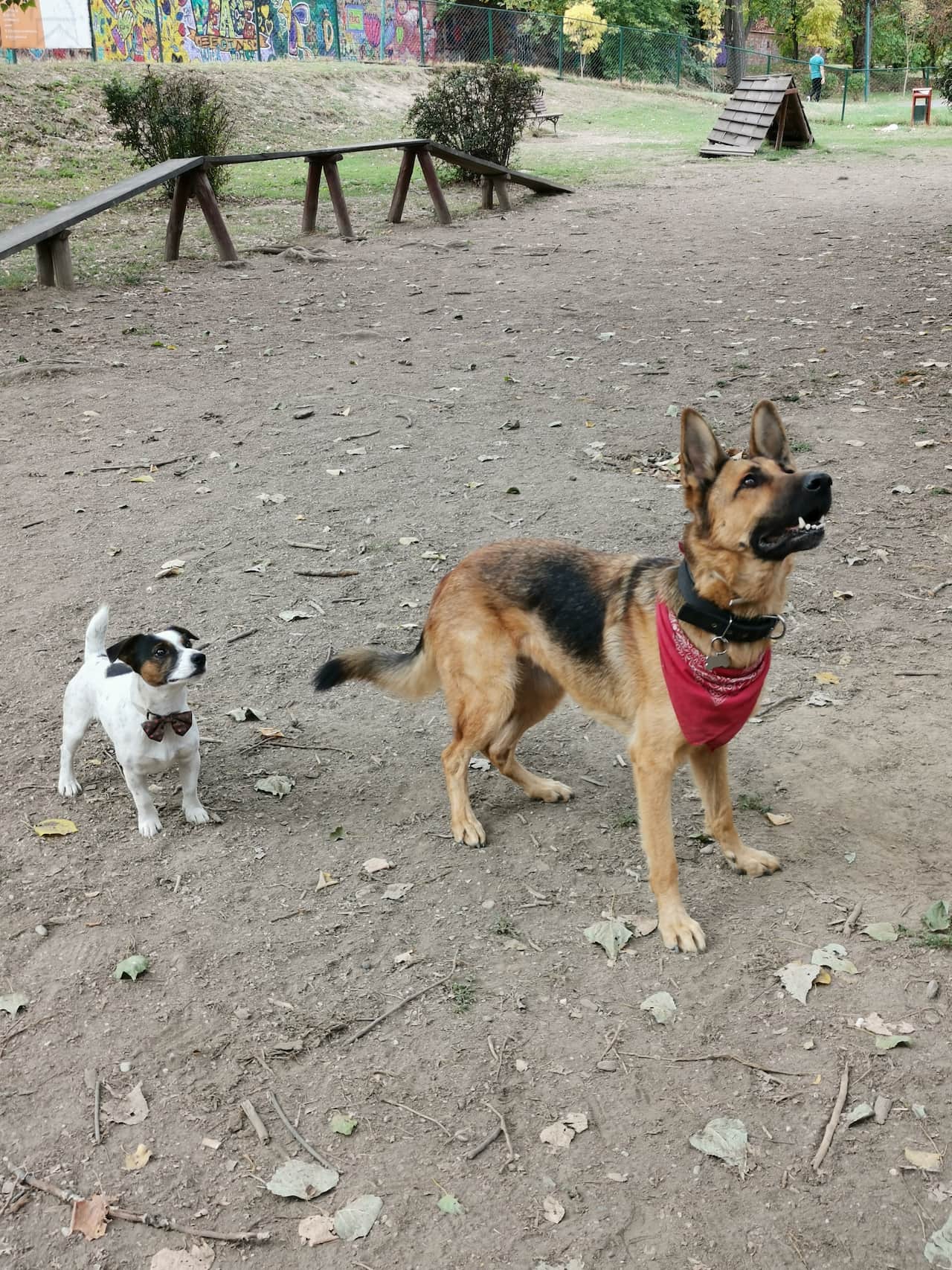 Leash Pulling: How to Get Your Dog to Cooperate on Walks