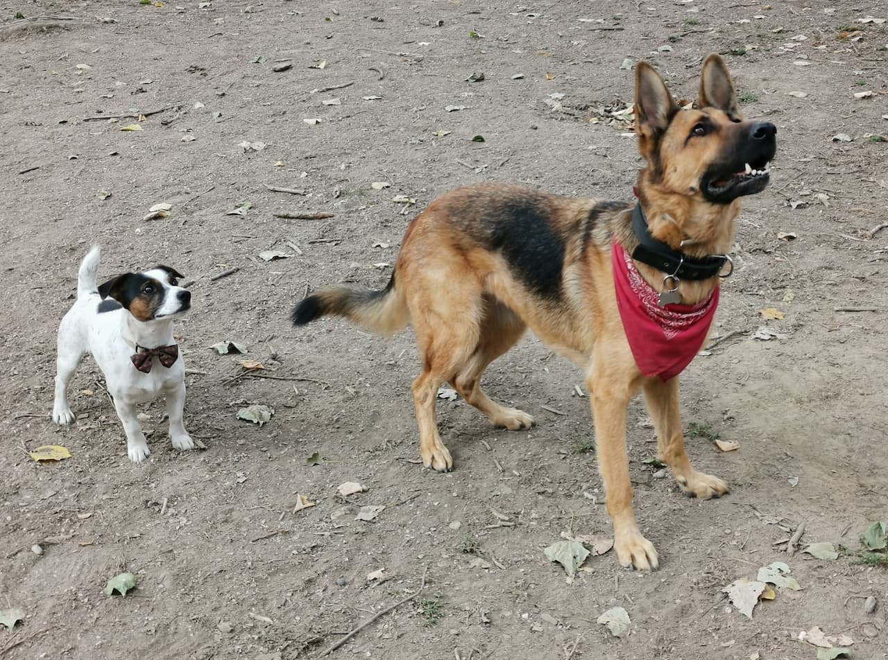 Leash Pulling: How to Get Your Dog to Cooperate on Walks