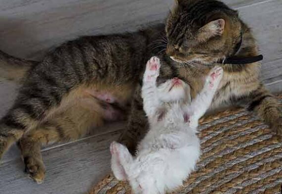 Murder Mittens! Hilarious Cat on Dog Smackdown Compilation!