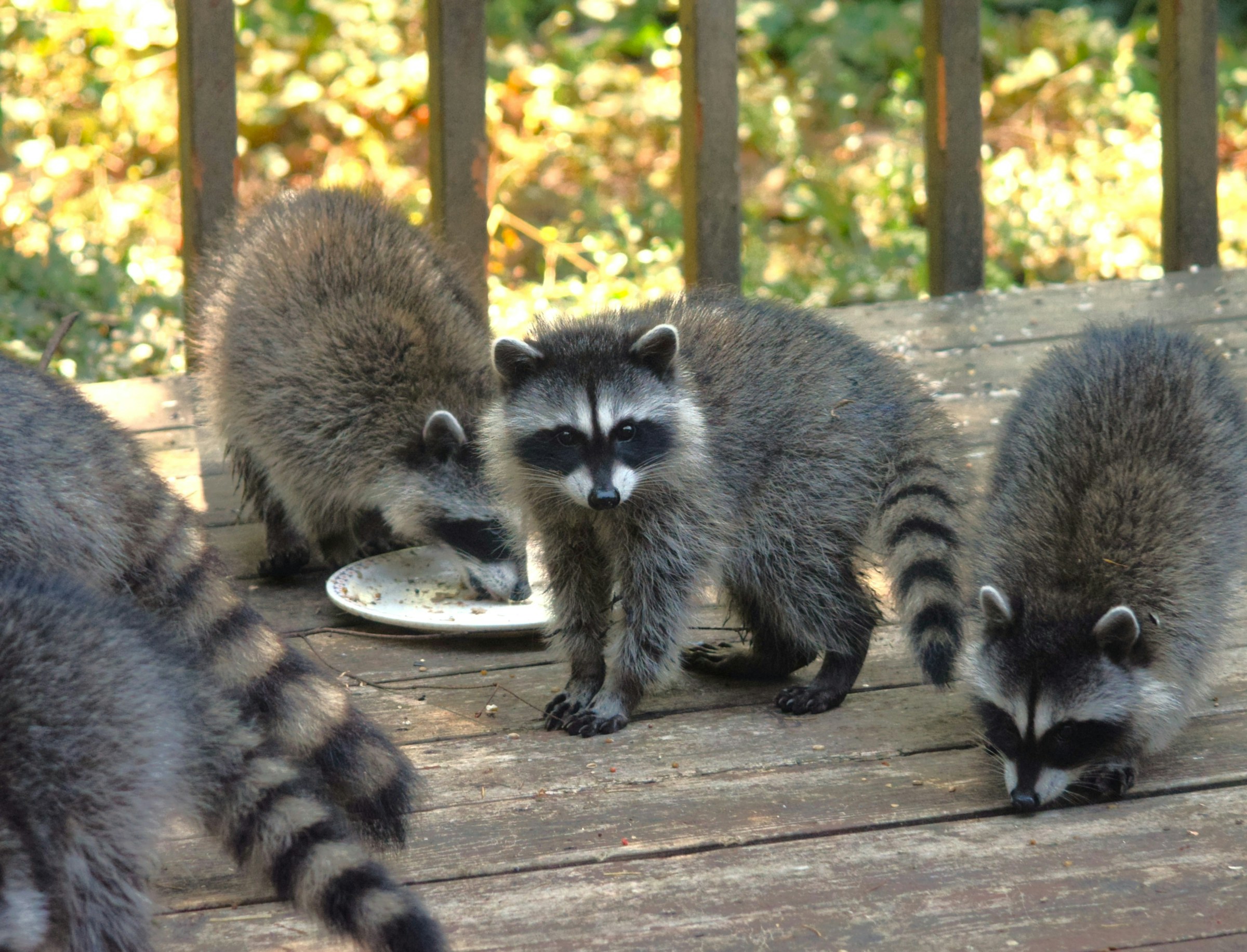 See Why We Never Mess with a Racoon and His Candy