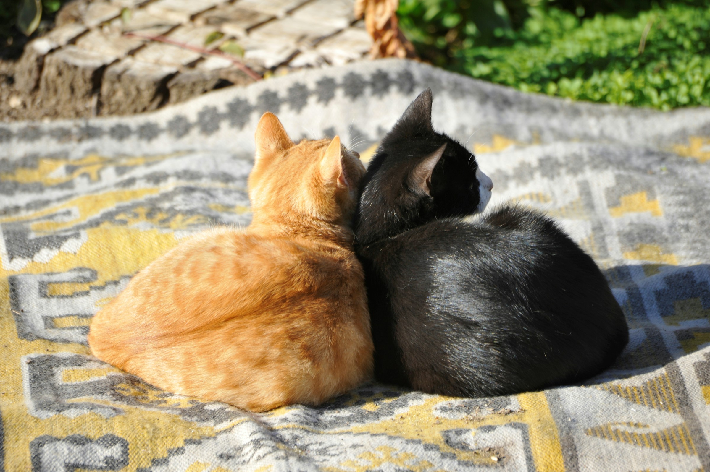 Tiny Kittens Get the Fright of Their Life and We Are Cracking Up!