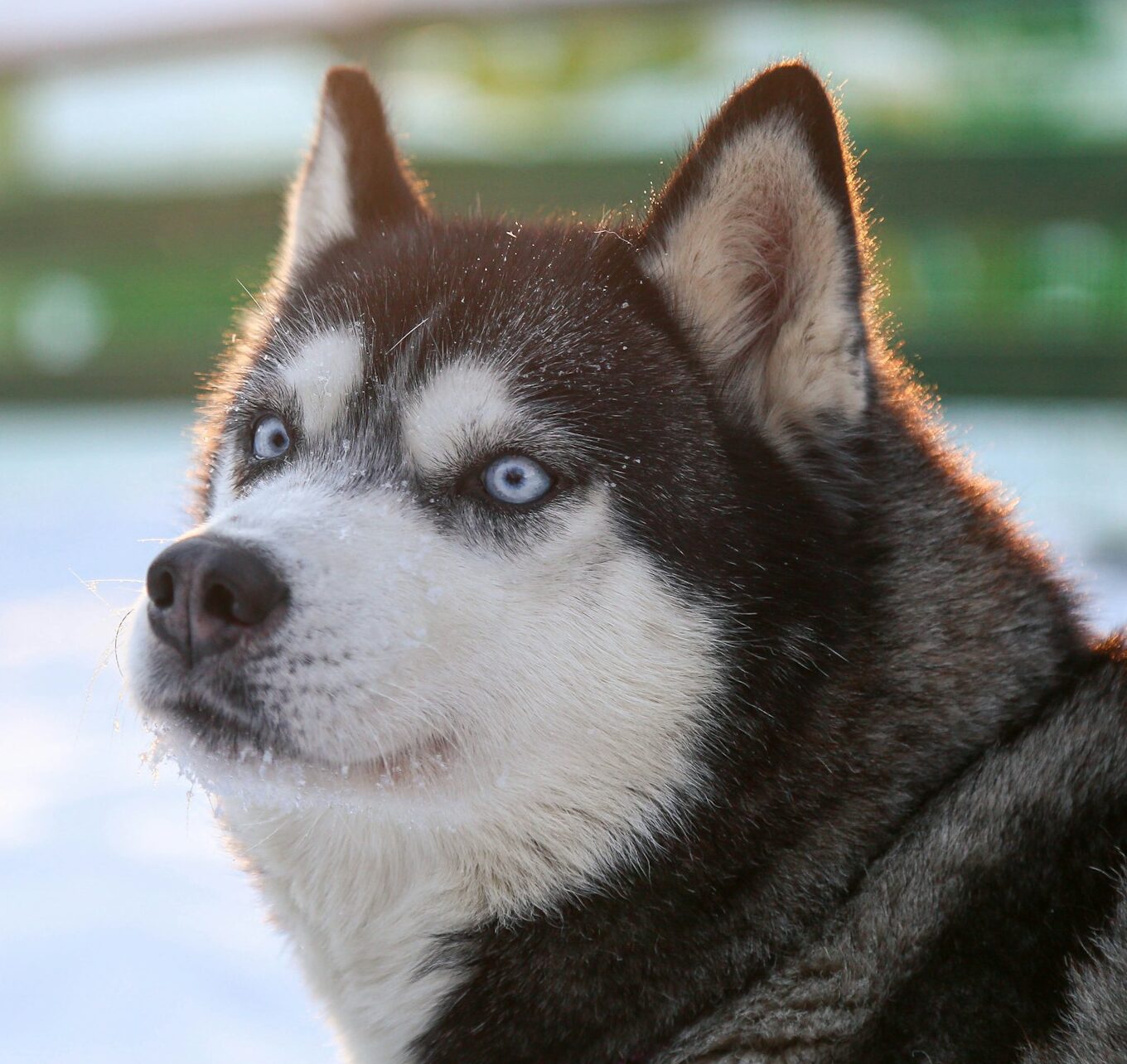 Husky’s Epic Shop Meltdown Has Everyone Cracking Up