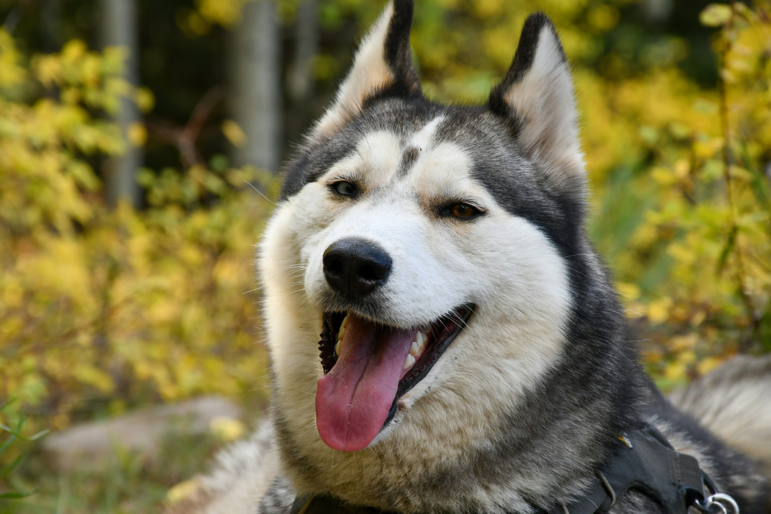 Drama King Husky Makes a Scene in the Pet Store (and We Know Exactly Why)