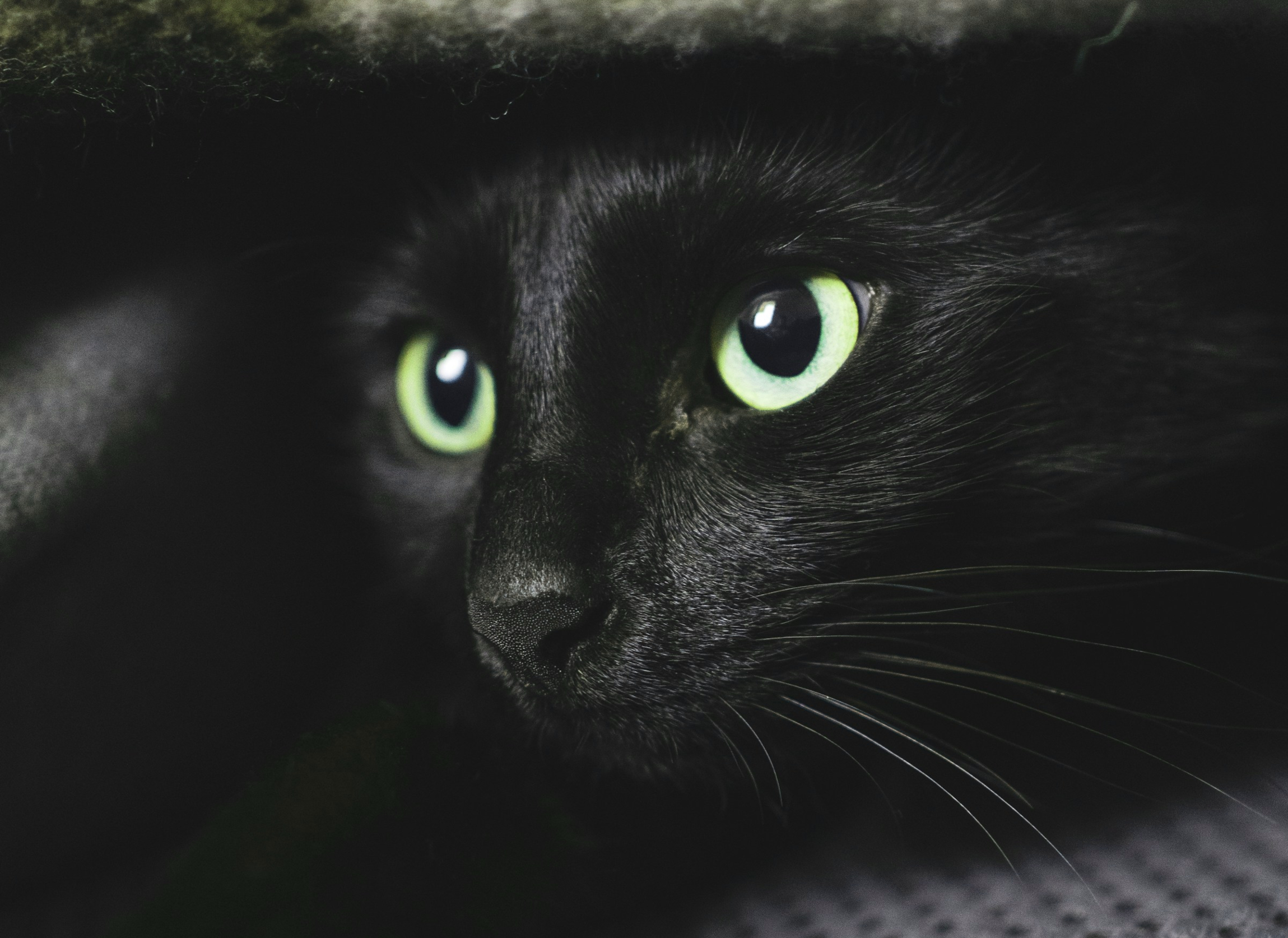 House Panther Ari and her Ninja skills