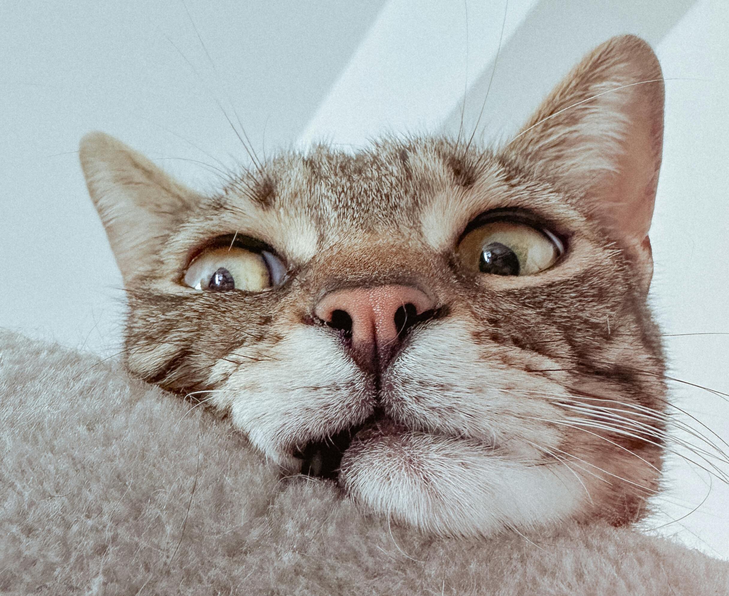 Watch This Flexible Cat Go Full “Slinky Mode” on the Stairs…and Pull It Off!