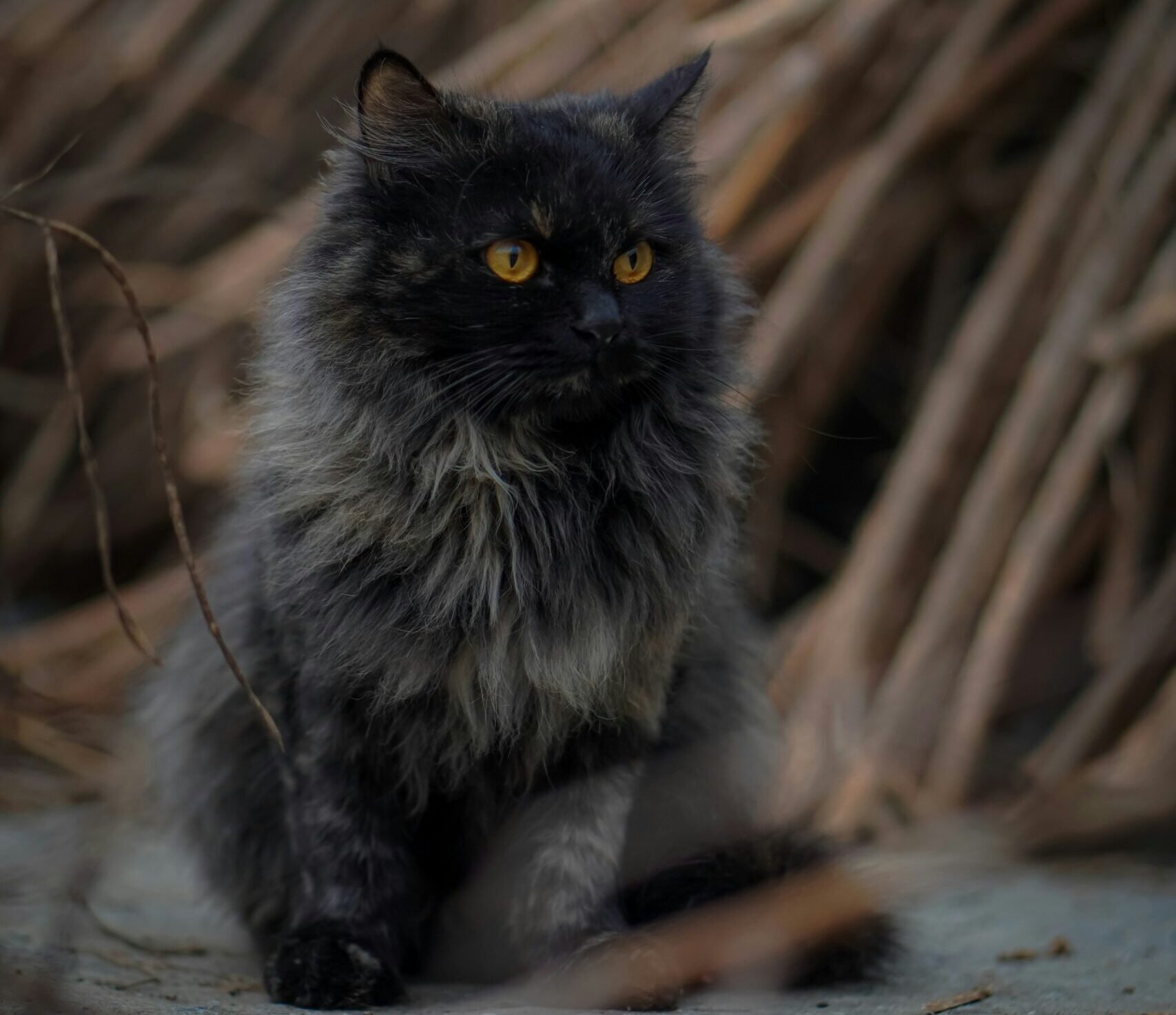 Posh Luxury Names for Majestic Female Cats (With Meanings)