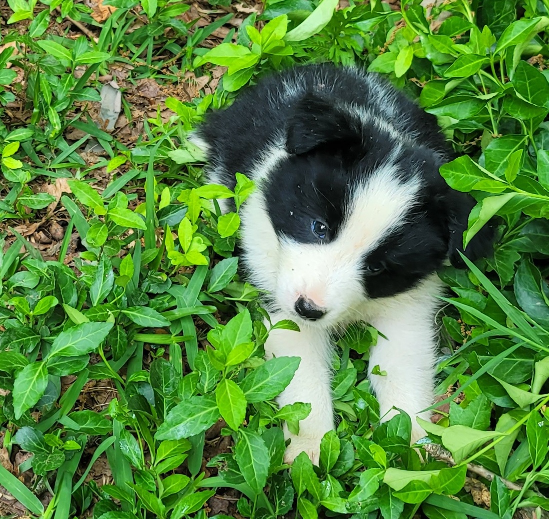 Real Dog Years: Converting Dog Years and Human Years (Sorry 7 Year Rule!)