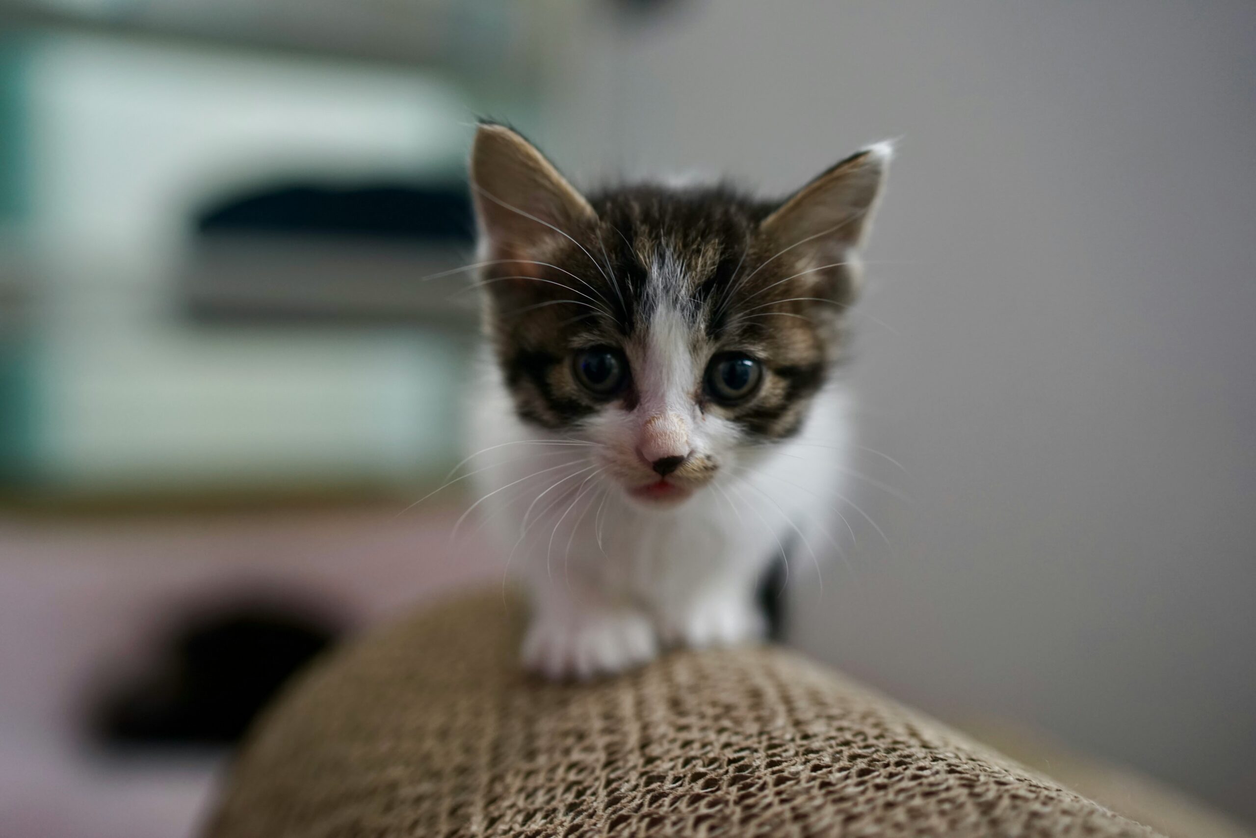 Cats in the Cradle? Why They Bring Their Young in With Our Babies (Videos)