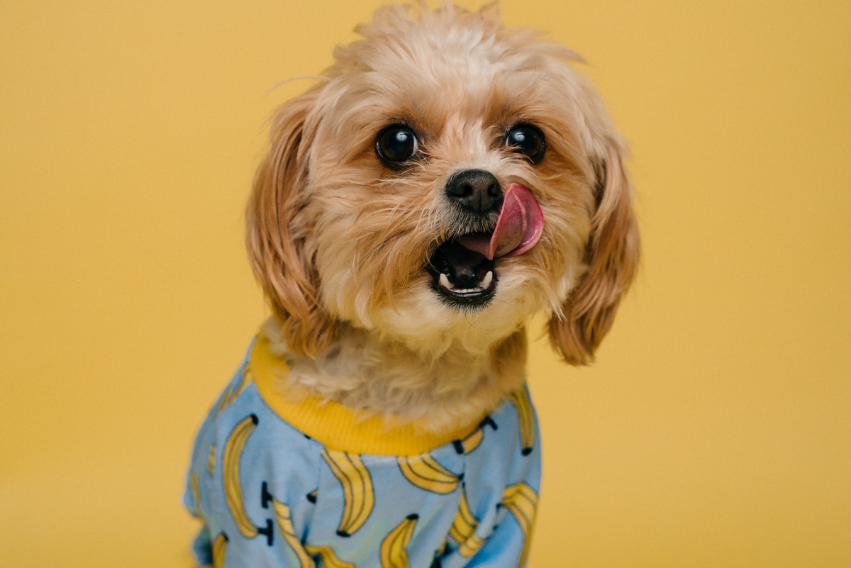 75 Dog Names Beer Lovers Will Want to Raise a Glass To