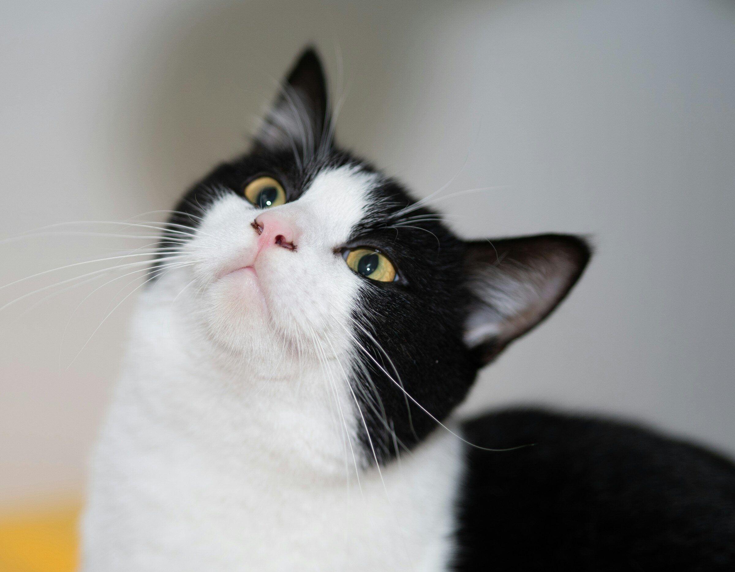 Your Cat Has 276 Expressions Can You Read Even One? (Take the Quick Test!)