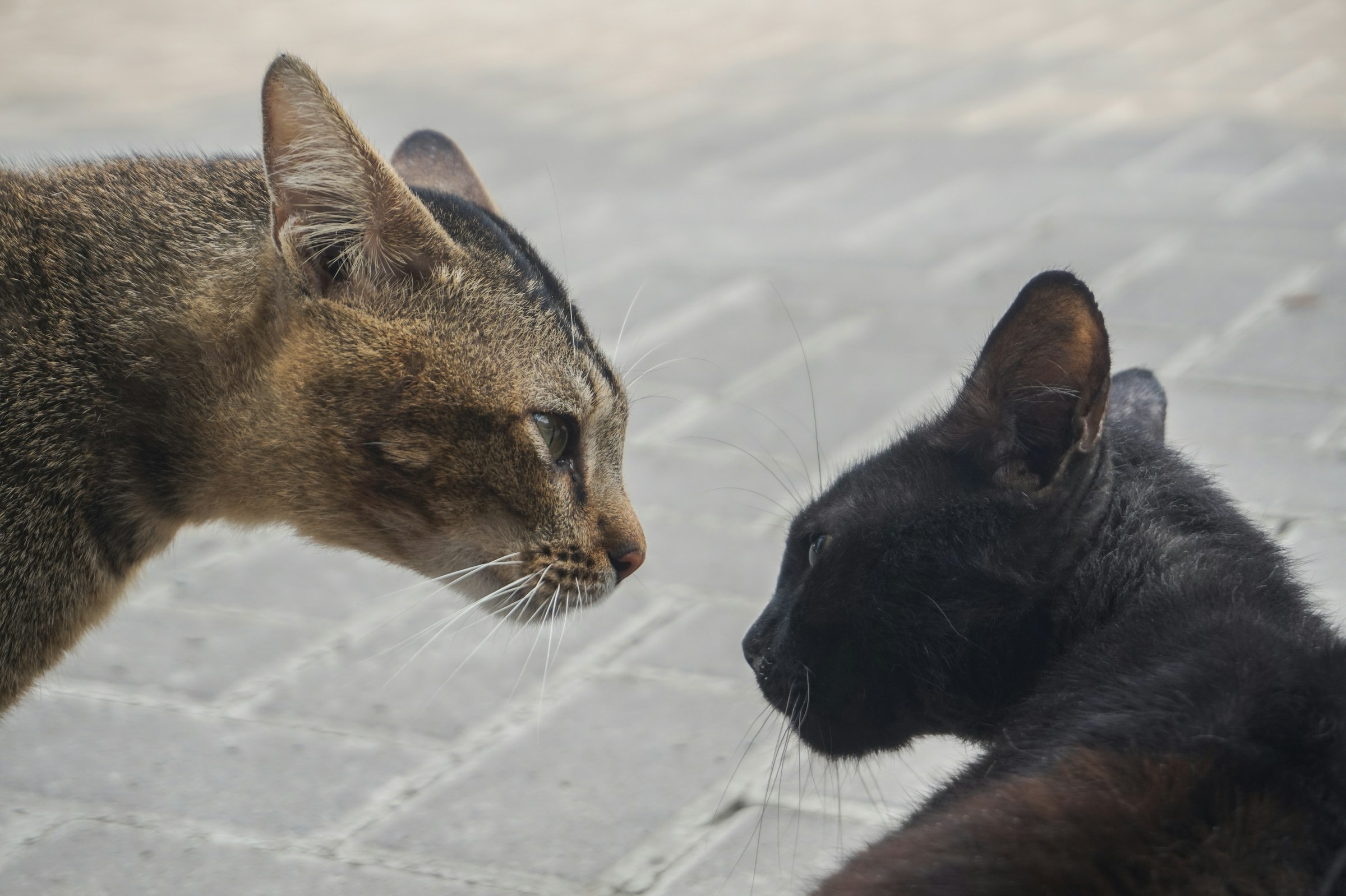 reading cat faces and cat body language