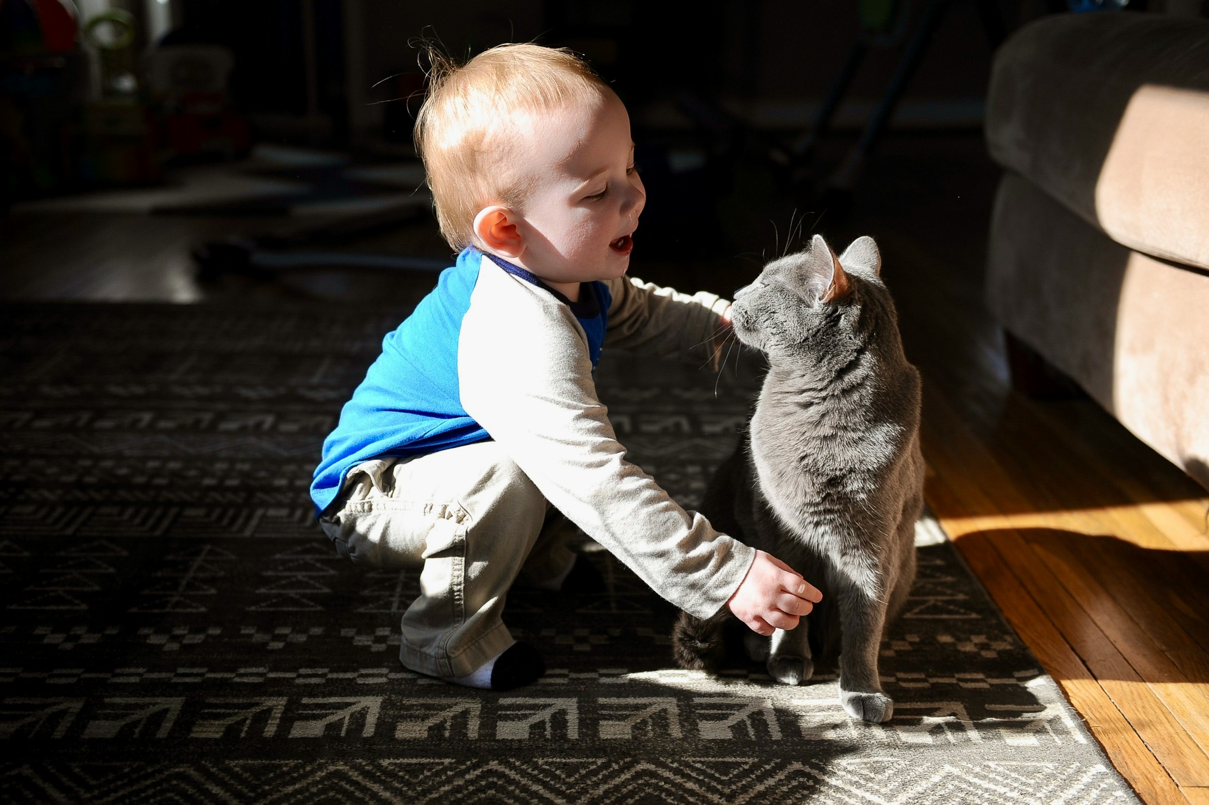 Are Cats or Dogs More Like Children? New Study Reveals Which One Actually Tries to Help Humans