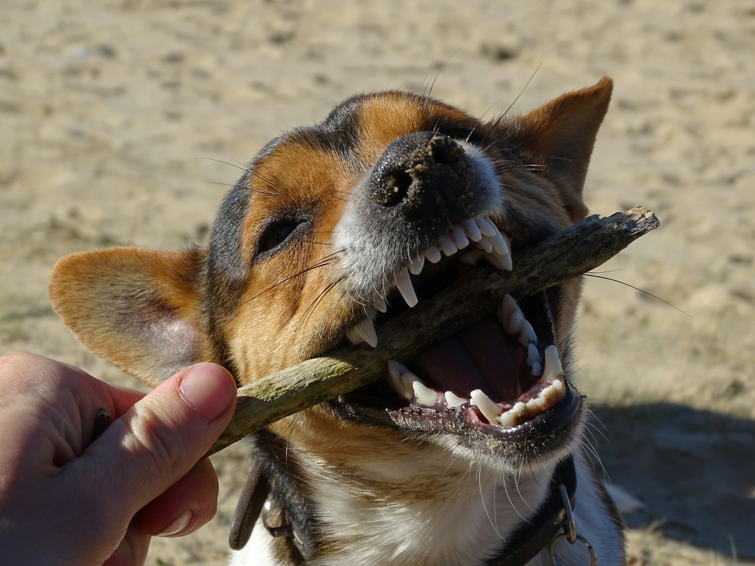 Dog Soft Tissue Sarcoma Treatment and Dosing Info for Fenbendazole and Ivermectin