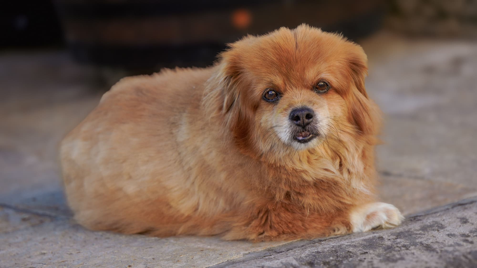 Can I Help My Dog Live Longer? A Vet’s Opinion on Peptides vs Pills