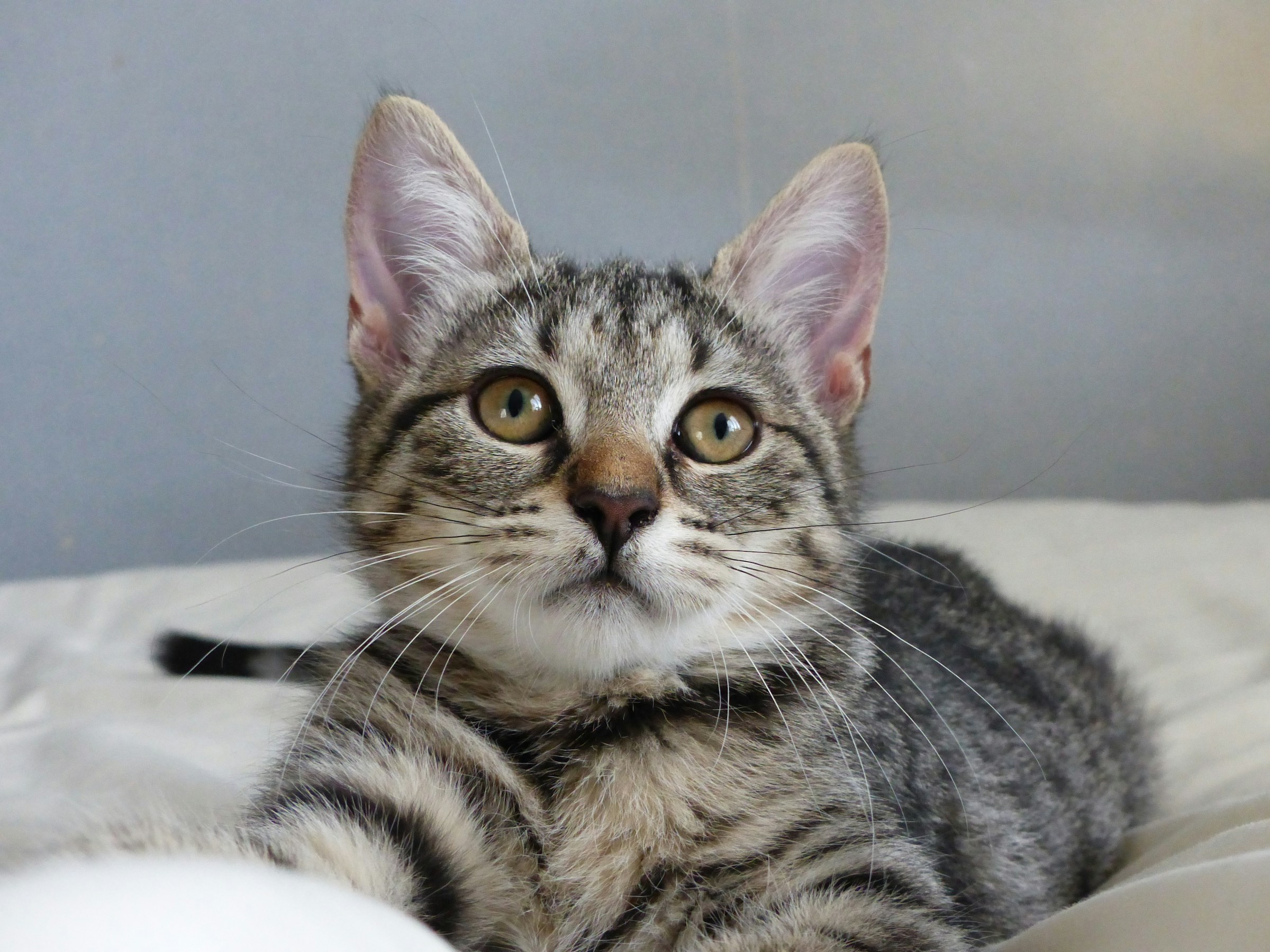 Army Cat in the Middle East! Meet PFC Hammer the PTSD Therapist