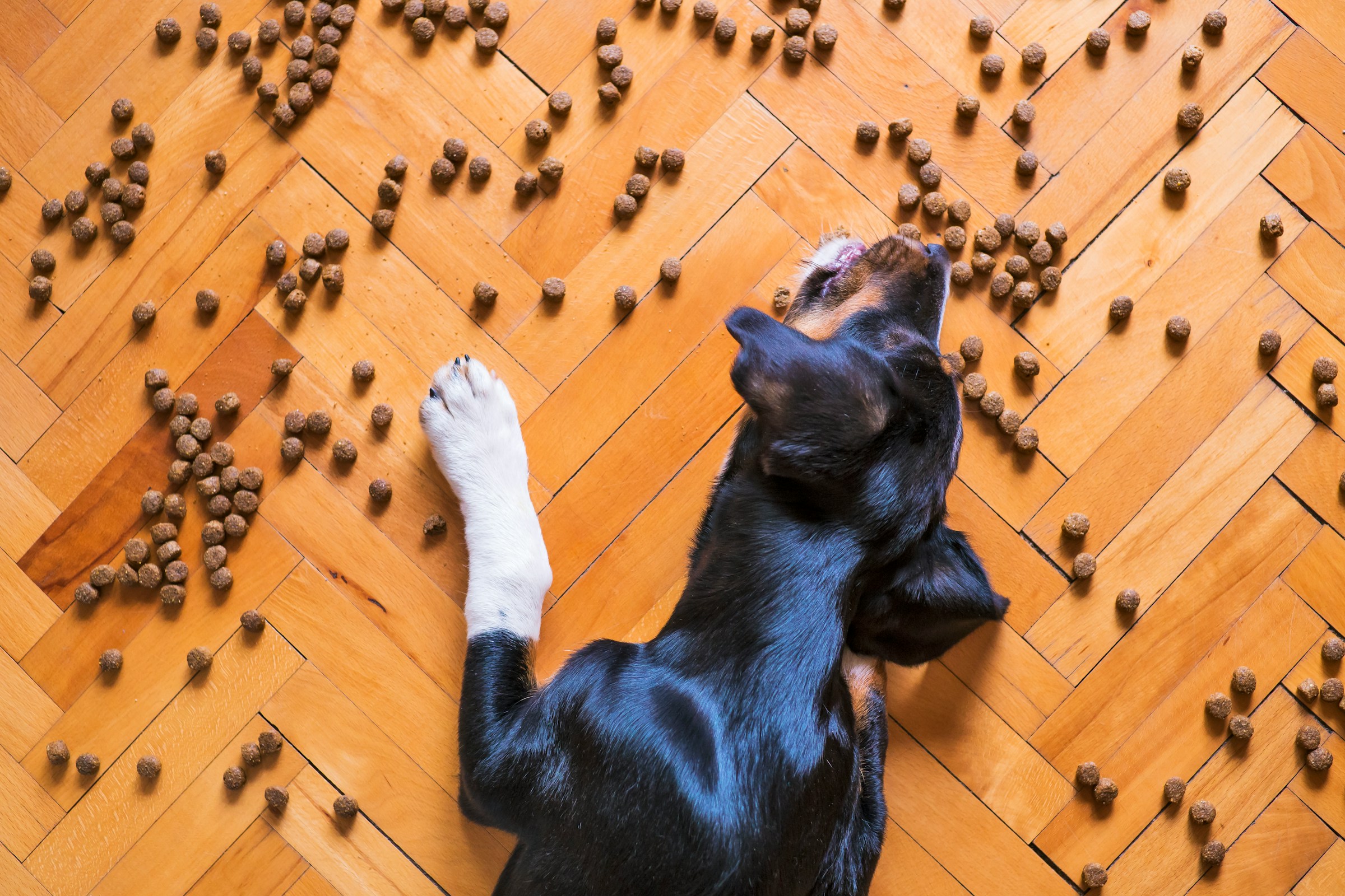 Finding Best Proteins for dogs with sensitive stomachs